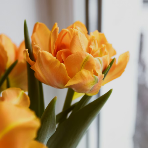 🌼 The Joys of Spring — Homemaking, Baking, and Creating Pockets of Joy.